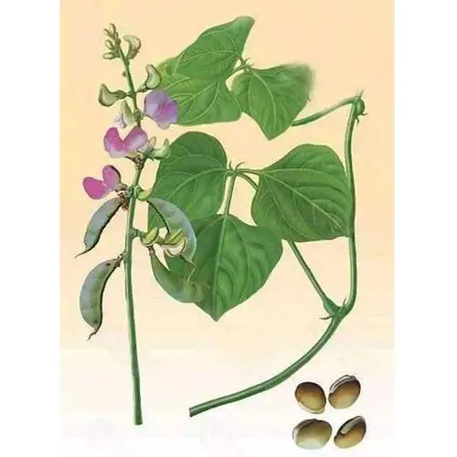 Lentil flower