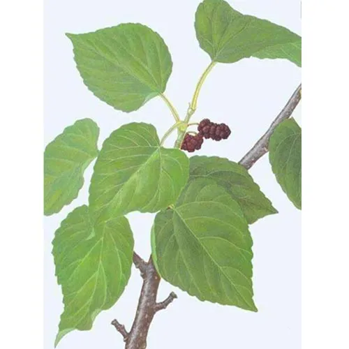 Mulberry leaves
