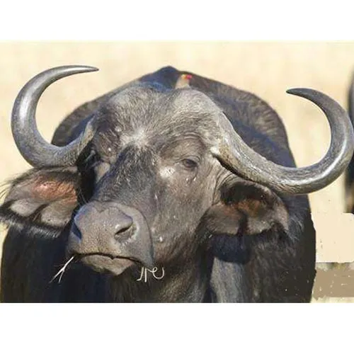 Buffalo horn