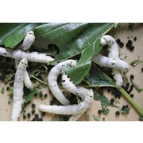 Silkworm excrement