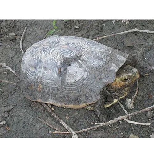 Raw tortoise shell