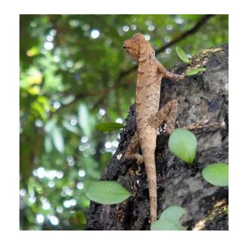 Gecko (Green Chong)